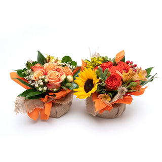 Bouqueto Orange - pack 12 Orange flowers - fresh-cut flowers by Bloomingmore - perfect for gifting or decoration