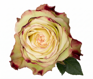 Candy Apple Garden Rose