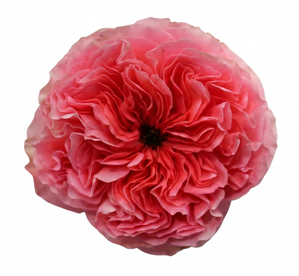 Candy_Xpression_Garden_Rose.png?v=1773029509&width=1024