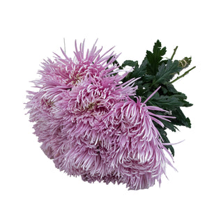 Capriool Spider Mum Capriool flowers - fresh-cut flowers by Bloomingmore - ideal for weddings and floral events