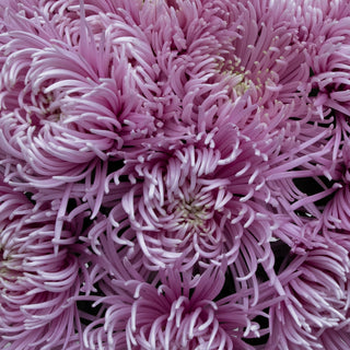 Capriool Spider Mum Capriool flowers - fresh-cut flowers by Bloomingmore - ideal for weddings and floral events