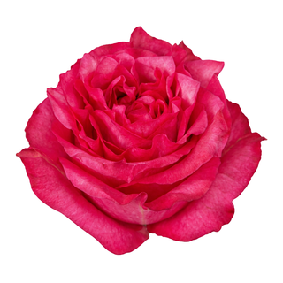 Close-up of a hot pink cara linda garden rose on a white background