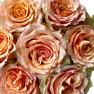Caramel Macchiato, Garden Rose