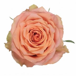 Caramel Macchiato, Garden Rose