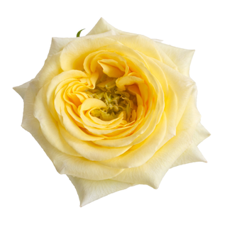 Close-up yellow Carina garden rose on a white background