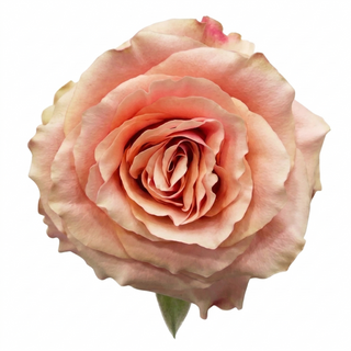 Close-up of a pink rose on a white background