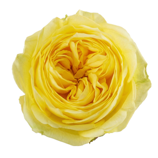 Close-up of a yellow rose on a white background