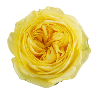 Catalina Garden Rose