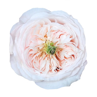 Charity - David Austin Garden Rose - 36 stems