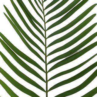 Coontie Fern - 150 Stems Green flowers - fresh-cut flowers by Bloomingmore - ideal for weddings and floral events