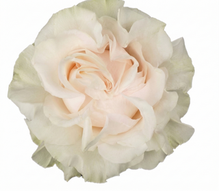 Cotton X-Pression Garden Rose