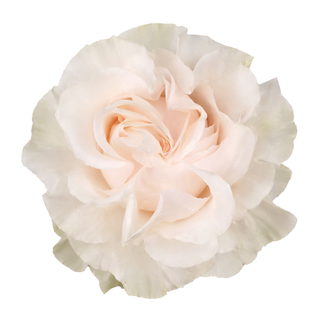 Close-up delicate baby light pink cotton xpression express rose on a white background