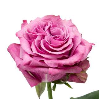Country Blues Garden Rose - 75 Stems Pink roses - fresh-cut roses by Bloomingmore - ideal for weddings and floral events