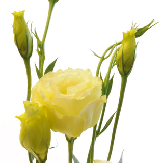 Yellow Lisianthus