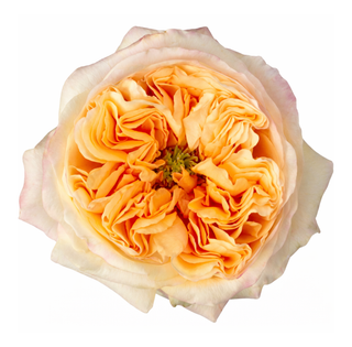 Cream X-Pression Garden Rose