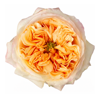 Close-up of a peach-colored bicolor cream xpression expression garden rose on a white background