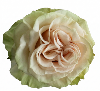 Cute Enigma Garden Rose