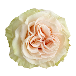 Close-up light pink green cute enigma garden rose with green leaves on a white background