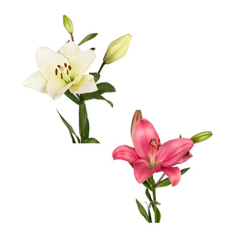 DIY Design Collection - Glee - 90 Stems DIY flowers - fresh-cut flowers by Bloomingmore - ideal for weddings and floral events