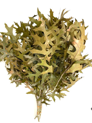 Oak Filler, 15 Pack (75 Stems)