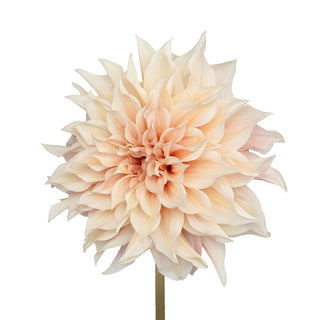 Dahlia Cafe Au Lait - 20 Stems Peach flowers - fresh-cut flowers by Bloomingmore - ideal for weddings and floral events