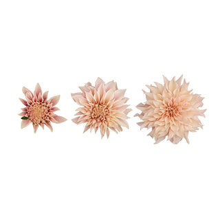 Dahlia Cafe Au Lait - 20 Stems Peach flowers - fresh-cut flowers by Bloomingmore - ideal for weddings and floral events