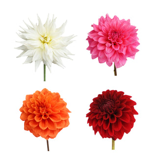 Dahlia Grower's Choice Assortment - 20 Stems Dahlia flowers - fresh-cut flowers by Bloomingmore - ideal for weddings and floral events