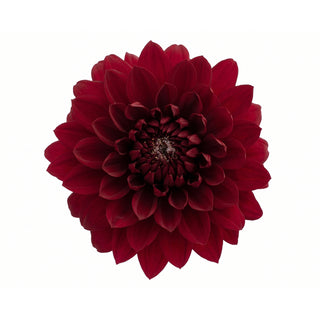 A single chocolate dahlia flower centered on a plain white background.