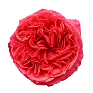 Dark X-Pression Garden Rose