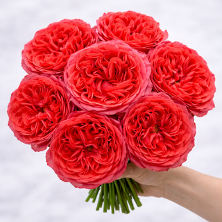 Dark X-Pression Garden Rose