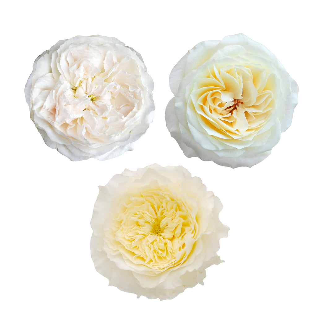 David_Austin_White_Garden_Rose_Collection_Bloomingmore_A.jpg?v ...