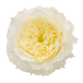 David Austin White Garden Rose Collection - 36 Stems White roses - fresh-cut roses by Bloomingmore - perfect for gifting or decoration