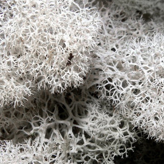 Deerfoot Moss Green flowers - fresh-cut flowers by Bloomingmore - ideal for weddings and floral events