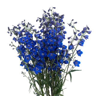 Delphinium Sea Waltz Green flowers - fresh-cut flowers by Bloomingmore - ideal for weddings and floral events