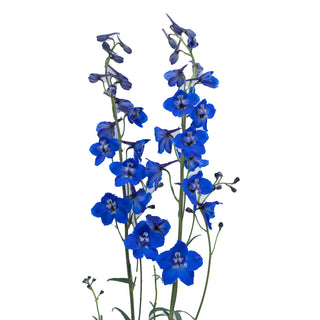 Delphinium Sea Waltz Green flowers - fresh-cut flowers by Bloomingmore - ideal for weddings and floral events