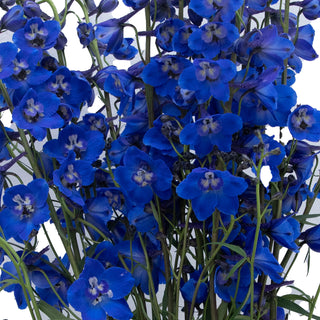 Delphinium Sea Waltz Green flowers - fresh-cut flowers by Bloomingmore - ideal for weddings and floral events
