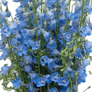 Delphinium Sky Waltz Purple flowers - fresh-cut flowers by Bloomingmore - ideal for weddings and floral events