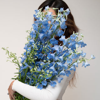 Delphinium Sky Waltz Purple flowers - fresh-cut flowers by Bloomingmore - ideal for weddings and floral events
