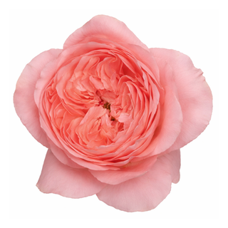 Close-up pink dragonfly garden rose on a white background