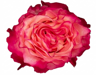 Enchantment Garden Rose