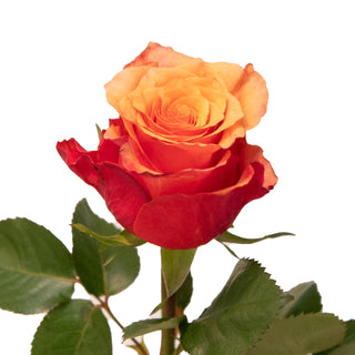 España Roses Orange roses - fresh-cut roses by Bloomingmore - ideal for weddings and floral events