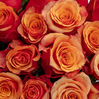 España Roses Orange roses - fresh-cut roses by Bloomingmore - ideal for weddings and floral events