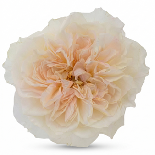 Eugenie - David Austin Garden Rose