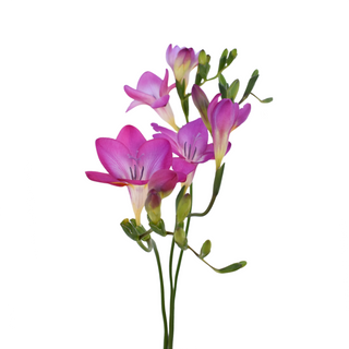 freesia lila