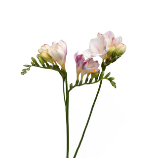 FREESIA-STRAWBERRY-SWIRL
