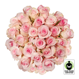 Fair Trade Natural Light Pink Roses - Choose from  25 to 100 Stems Pink roses - fresh-cut roses by Bloomingmore - ideal for weddings and floral events