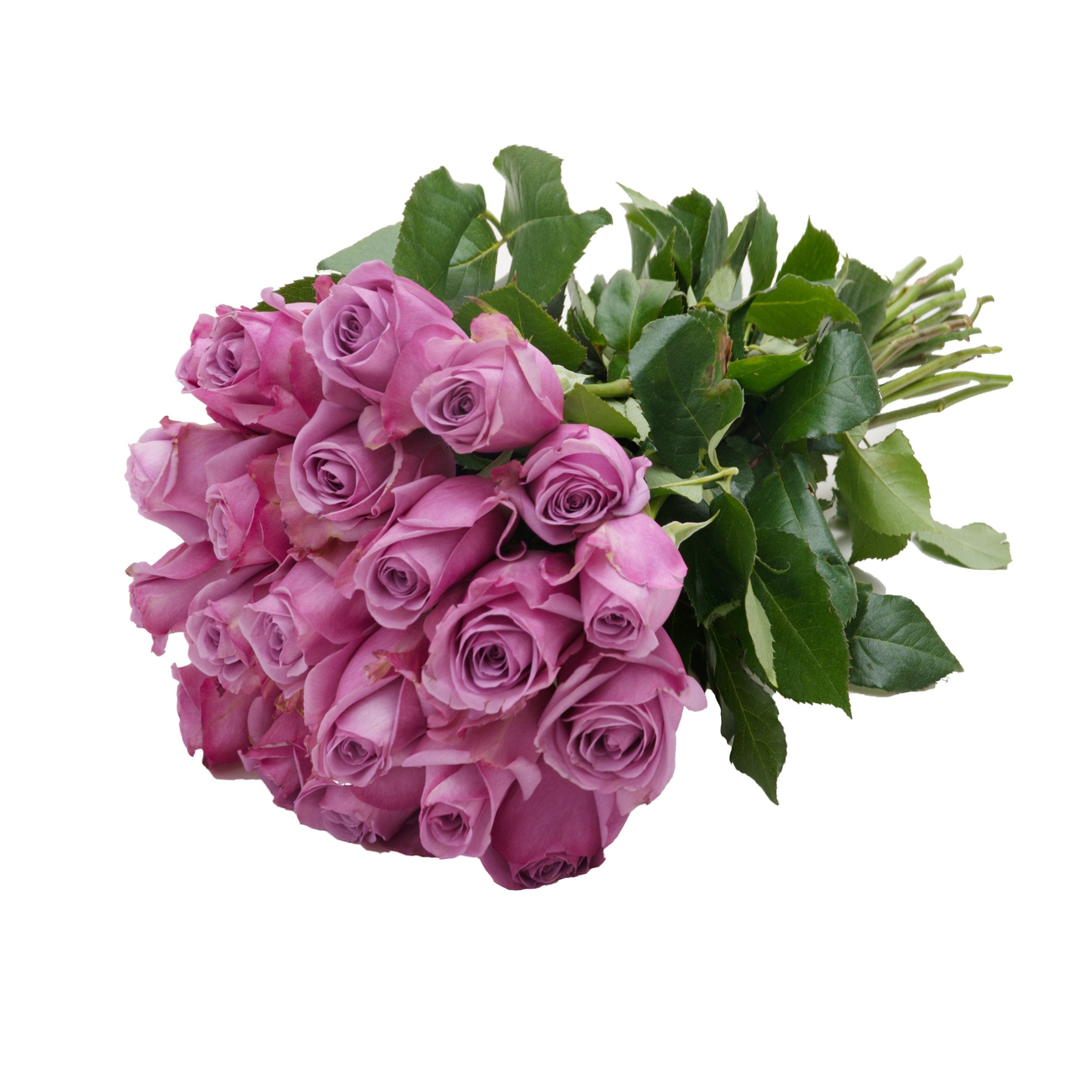 lavender flower rose Bloomingmore Flowers 24 Farm Fresh Lavender Roses Gift Purple