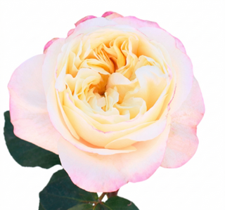 Fatima Garden Rose