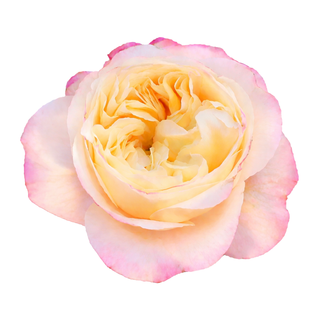 Fatima Garden Rose