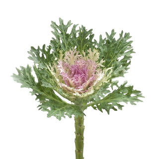 Feather_King_White_Kale2